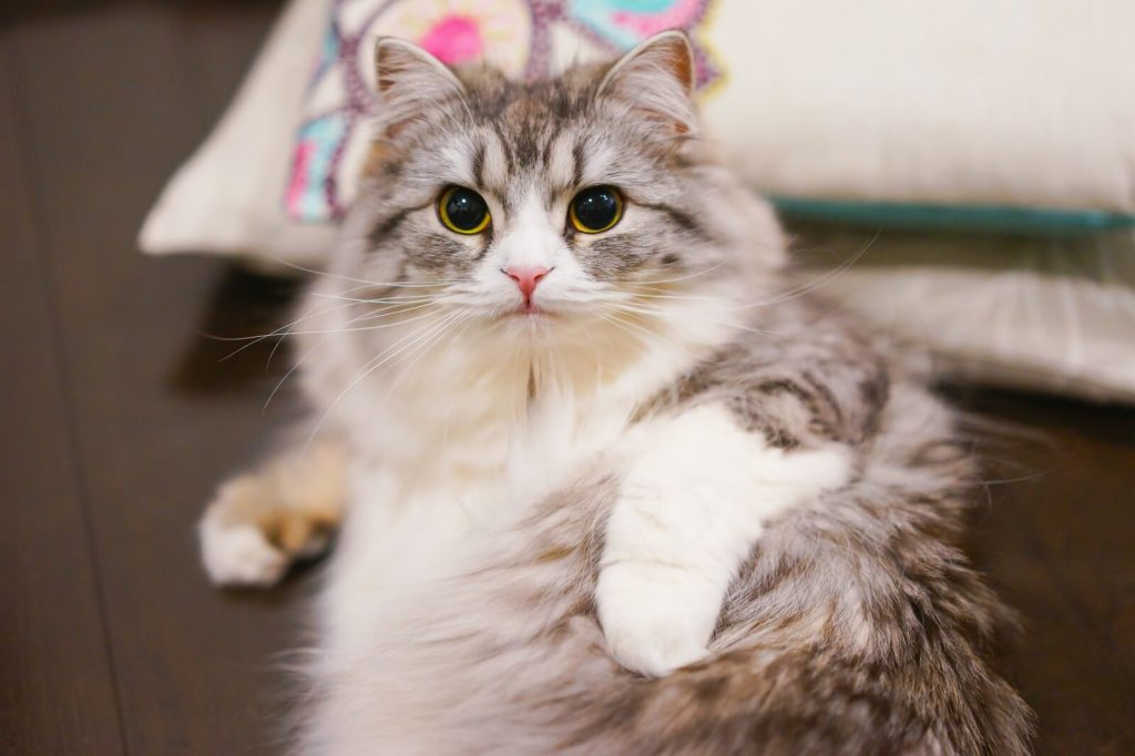 HIRA85_oteirecyuunikocchimiru_TP_V